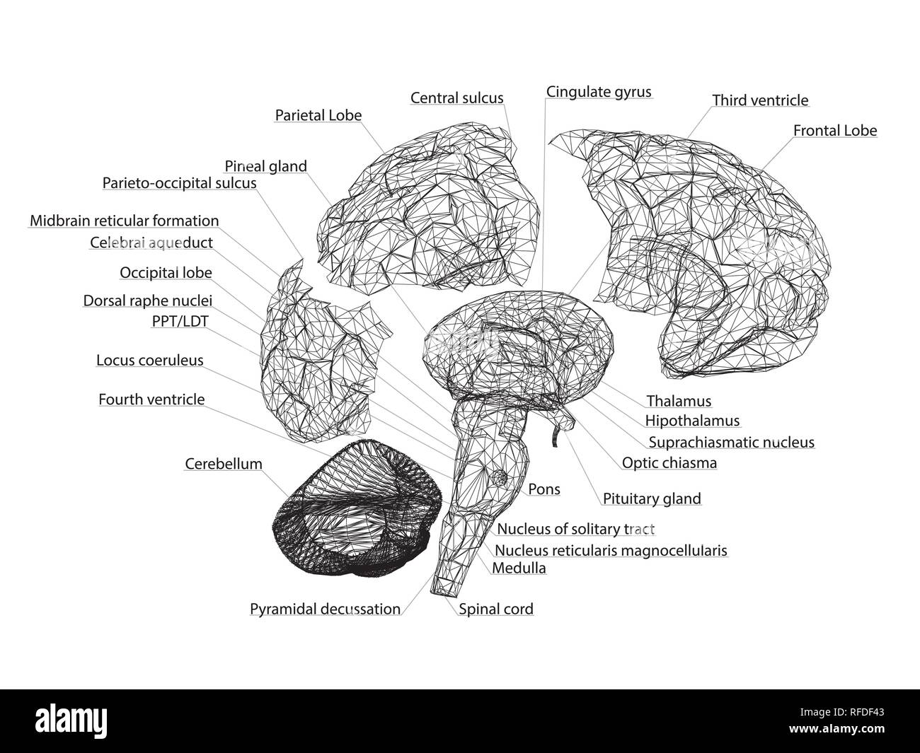 Vector illustration of the structure of the structure of the human brain with the names of