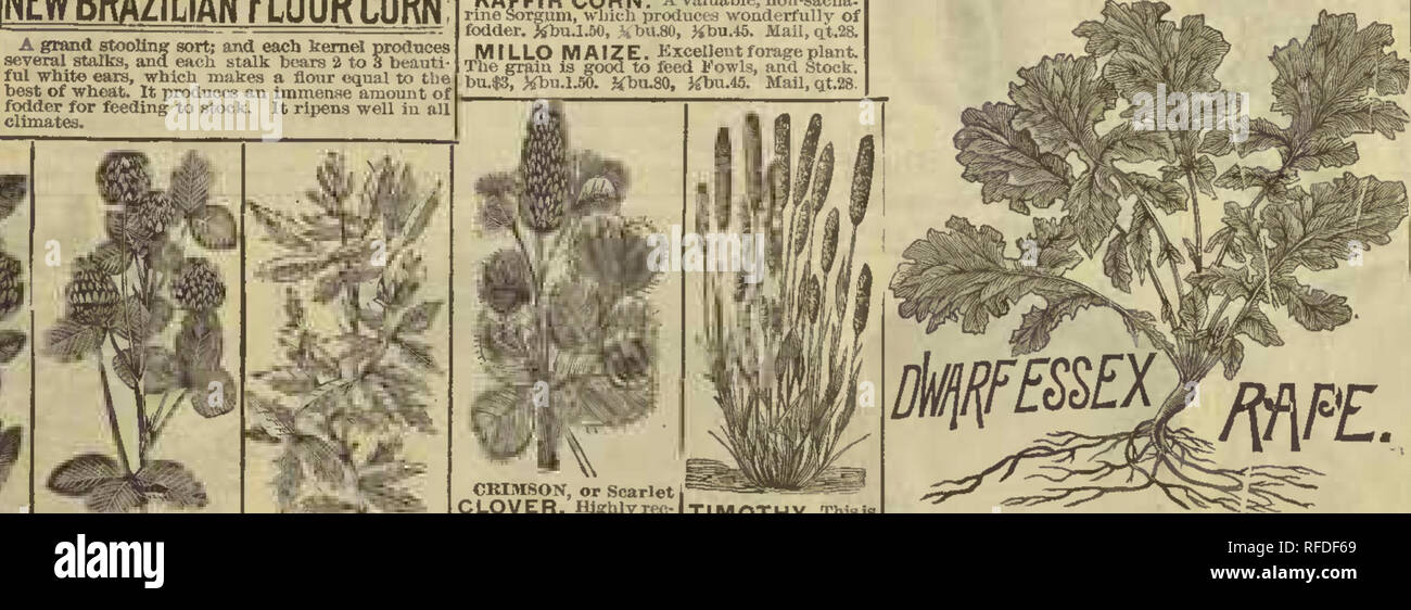. R.H. Shumway : garden guide. Nursery stock Illinois Rockford Catalogs; Flowers Seeds Catalogs; Vegetables Seeds Catalogs. Medium Ked CIi;rbu.$4.25, ^tau.$2.25, Jibu.tl.25. Mail, lb.25. ALFAT.FA or Lucer- ne CLOVER. Ki!&gt;e forage sort for a Ji igh, diy soil. It roois deep. bu.$6, &gt;6'bu.3.25, J4bu. 1.75, &gt;ibu.$l, MaUlt..20. KAFFIR CO R N. A valuable, non-sacha- rine Sorgum, wbicli produces wonderfully of fodder. )^bu.l.5&lt;), bÂ«.80, Jibu.45. Mail,(it.28, MILLO MAIZE. KxcelJent forage plant. The grain is good to feed Fowls, and btock. bu.J3, Xbu.1.50. MbvuSO, J^bu.45. Mail, qt,28. In Stock Photo
