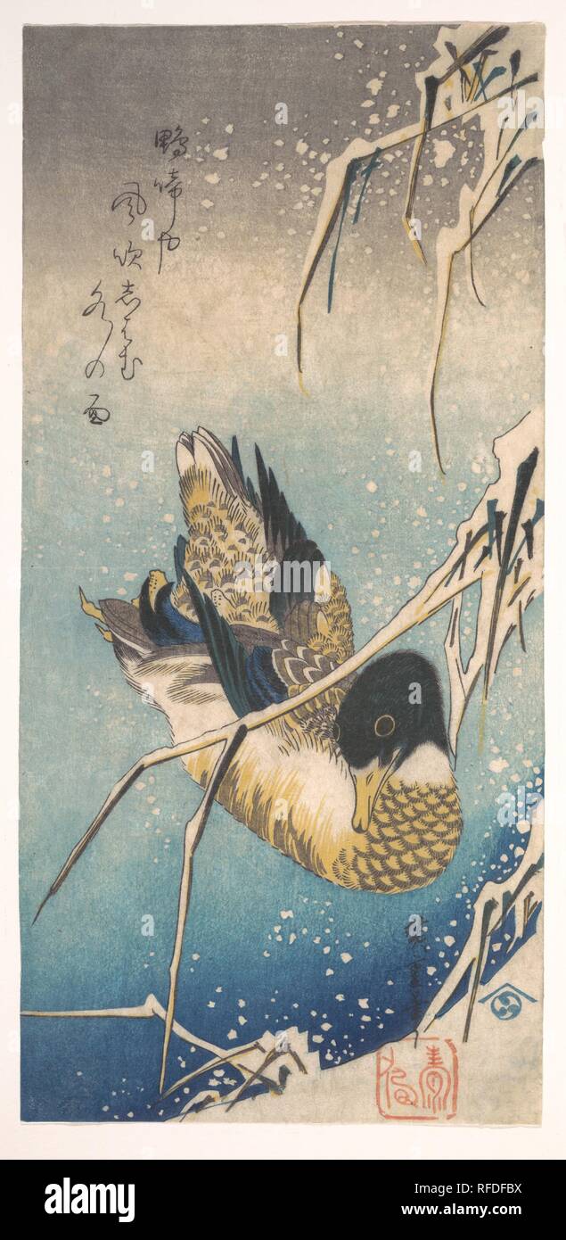 Mallard and Snow-covered Reeds. Artist: Utagawa Hiroshige (Japanese, Tokyo (Edo) 1797-1858 Tokyo (Edo)). Culture: Japan. Dimensions: 9 7/8 x 14 5/8 in. (25.1 x 37.1 cm). Date: ca. 1843.  Kamo naku ya  kaze fuki-shiwamu  mizu no omo  A duck quacks--  as the wind wrinkles  the face of the water.  --Trans. John T. Carpenter. Museum: Metropolitan Museum of Art, New York, USA. Stock Photo