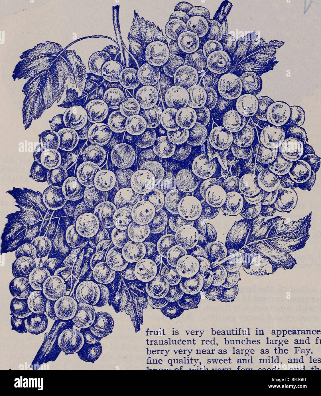 . Descriptive catalogue, free to all, spring of 1902. Nursery stock New York (State) Rochester Catalogs; Fruit Catalogs; Berries Catalogs; Grapes Catalogs. 16 AI^LEN L. WOOD, WHOIyESAI^E GROWER, CATALOGUE. eURRANTS. 5UPERI0R QUALITY AND UNIFORM GRADE, GUARANTEED THE BEST IN THE WORLD. Largest grower of Currants and Gooseberries of any Nurseryman in the world- They are choice plants. They are grown on soil that is specially adapted for Currants- and Gooseberries. g^^There is not over one-fifth as many Currant and Gooseberry plants in the country as there has been for the past three years. Order Stock Photo