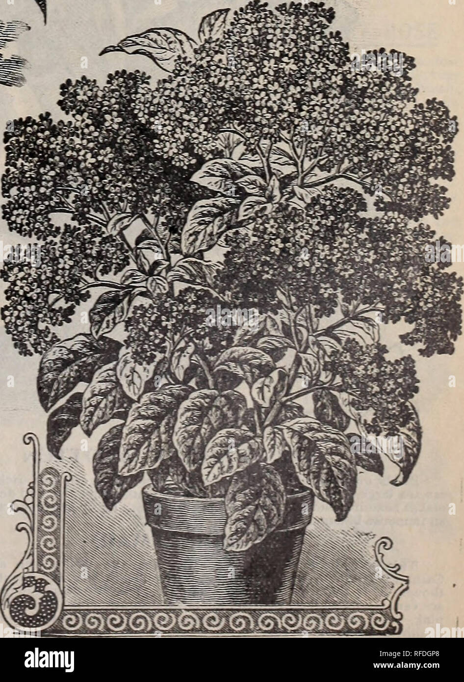 . Catalogue : 1902. Nursery stock Ontario Toronto Catalogs; Vegetables Seeds Catalogs; Flowers Seeds Catalogs; Plants, Ornamental Catalogs; Bulbs (Plants) Catalogs; Fruit Catalogs; Agricultural implements Catalogs. GTNURA AURANTIACA (VELVET PLANT) BOSTON SWORD FERN GYNURA AURANTIACA (Velvet PlantI One of the rsrest and most beautiful foliage plants in cultivation. It is of exceedingly robust and branching growth, yet remains dwarf and com- pact. The leaves and stems are entirely covered with minute hairs, shining, glisten- ing, reflecting many delight- fully new colors, such as peculiar and be Stock Photo