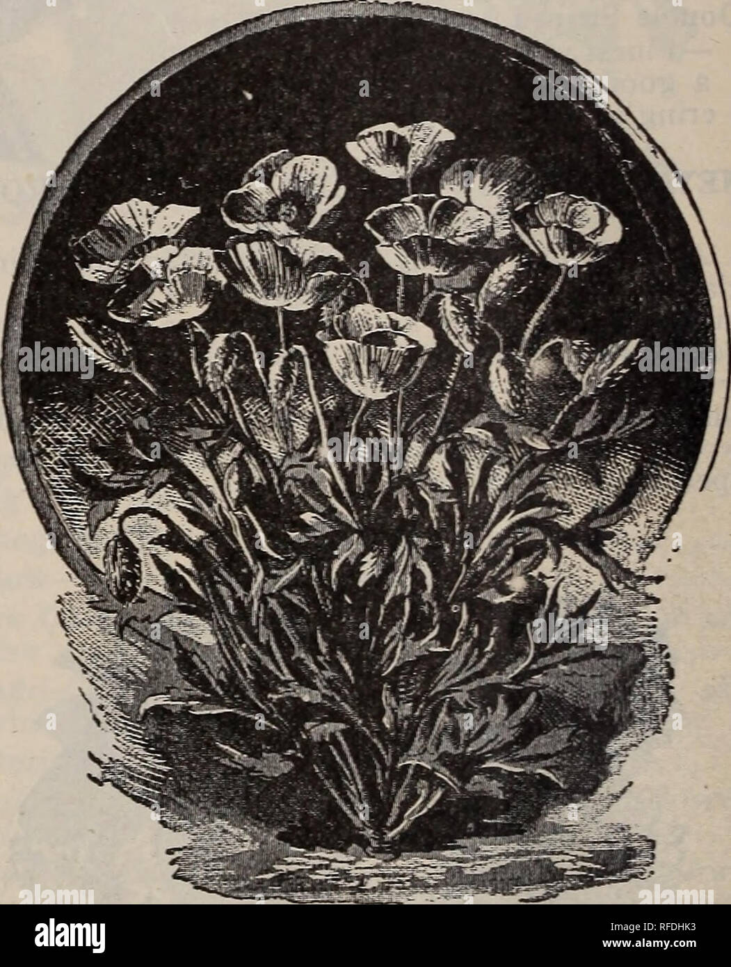 . Spring 1902. Nursery stock Ohio Painesville Catalogs; Vegetables Seeds Catalogs; Flowers Catalogs; Bulbs (Plants) Catalogs; Plants, Ornamental Catalogs; Fruit Catalogs; Trees Seedlings Catalogs. MISS SHERWOOD. large single flowers of a shining satiny white, the upper half of the corolla being a silky chamois rose. This is a combination of color quite new and pure in its delicacy. It is highly recommended as a cut flower and deserves a place in every flower garden 10. NEW POPPY DWARF SHIRLEY. New Poppy Dwarf Shirley. The Shirley is one of the most showy in color and the best for cut flowers o Stock Photo