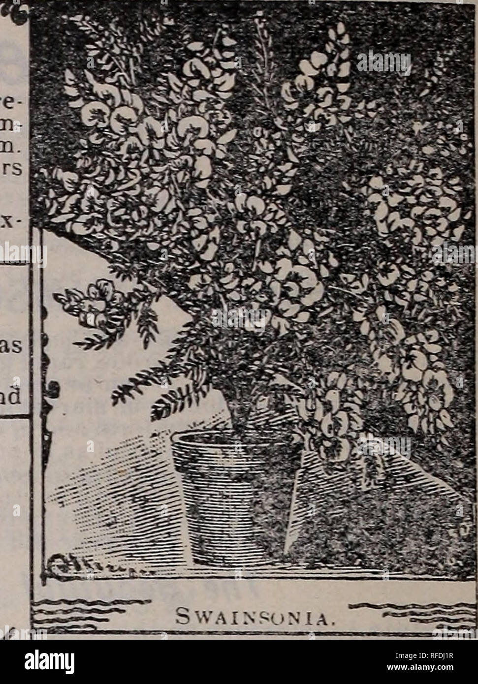 Annual Seed And Plant Catalogue 1902 Nurseries Horticulture
