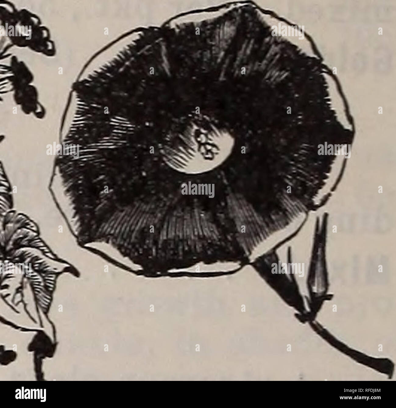 Ipomoea mexicana hires stock photography and images Alamy