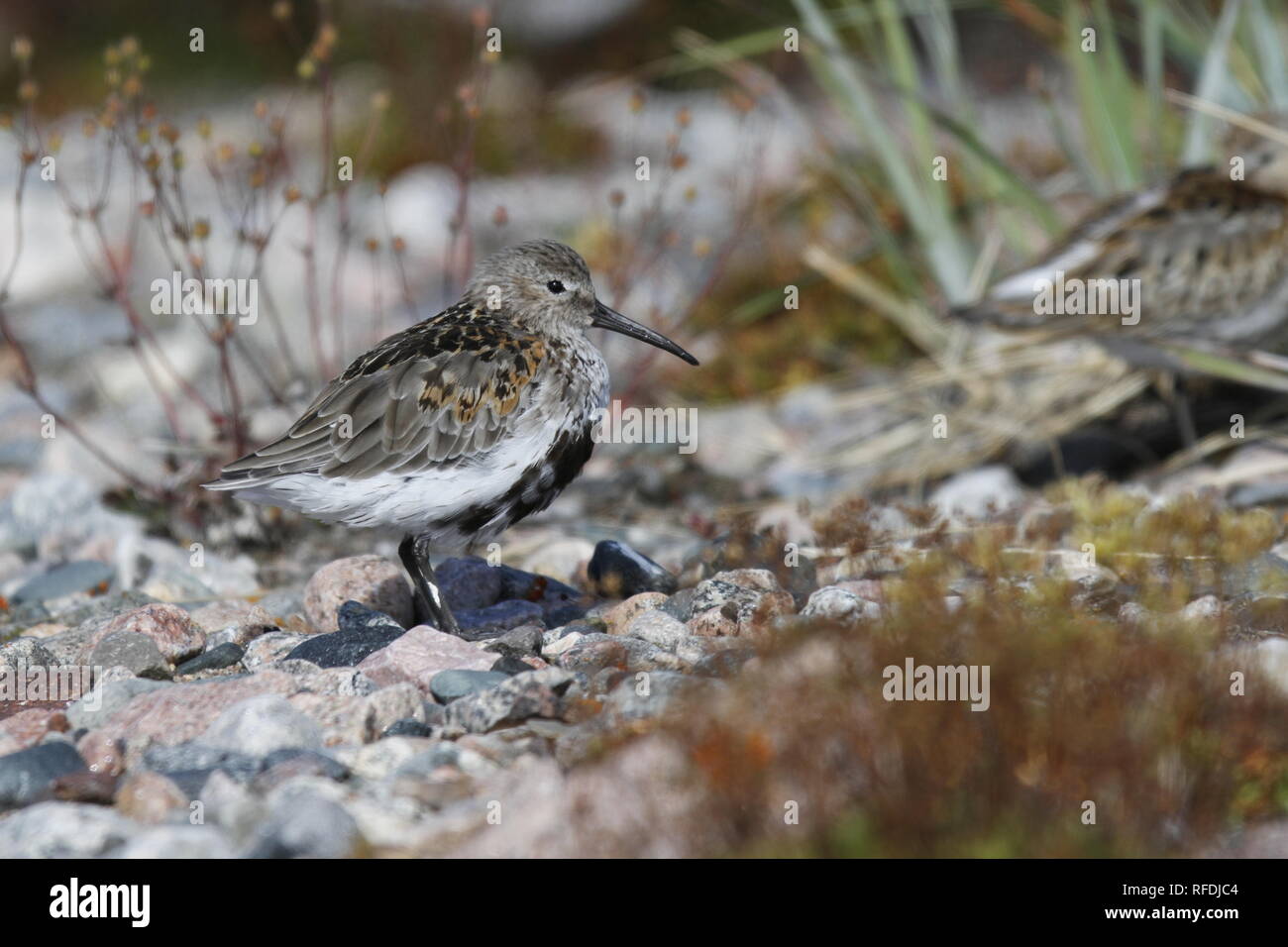 Dunlin (Calidris alpina), a medium sized sandpiper and shorebird standing sidewise with plants in the background Stock Photo