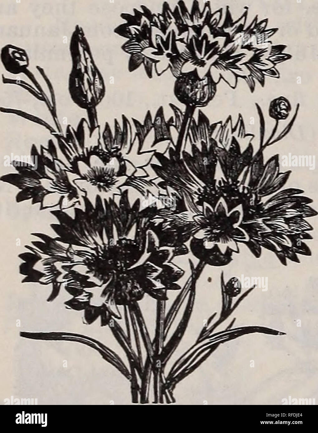 . High grade vegetable and flower and seeds : bulbs, plants and implements. Nursery stock New York (State) New York Catalogs; Vegetables Seeds Catalogs; Flowers Catalogs; Bulbs (Plants) Catalogs; Plants, Ornamental Catalogs; Gardening Equipment and supplies Catalogs. Ricinus. Per pkt. $0 05. Centaurea. CENTAUREA CYANUS-Corn Flower. {Ragged Sailor, or Blue Bottle.) A very popular and easily cultivated flower. Hardy annual. Emperor William, blue. Victoria, a charming, dimunitive variety, forms little bushes, only 8 inches high; pretty for edgings or pots; mixed colors Finest mixed per oz., 25c.  Stock Photo
