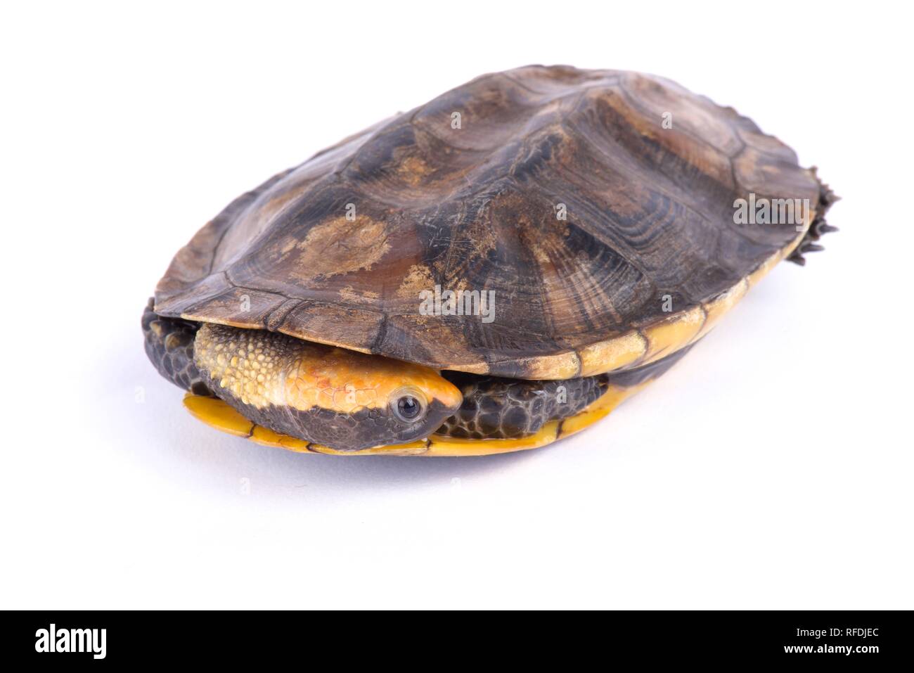 Twist-necked turtle (Platemys platycephala) Stock Photo