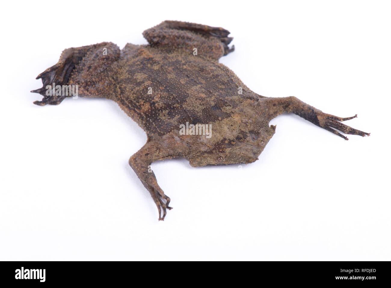 Surinam toad (Pipa pipa) Stock Photo