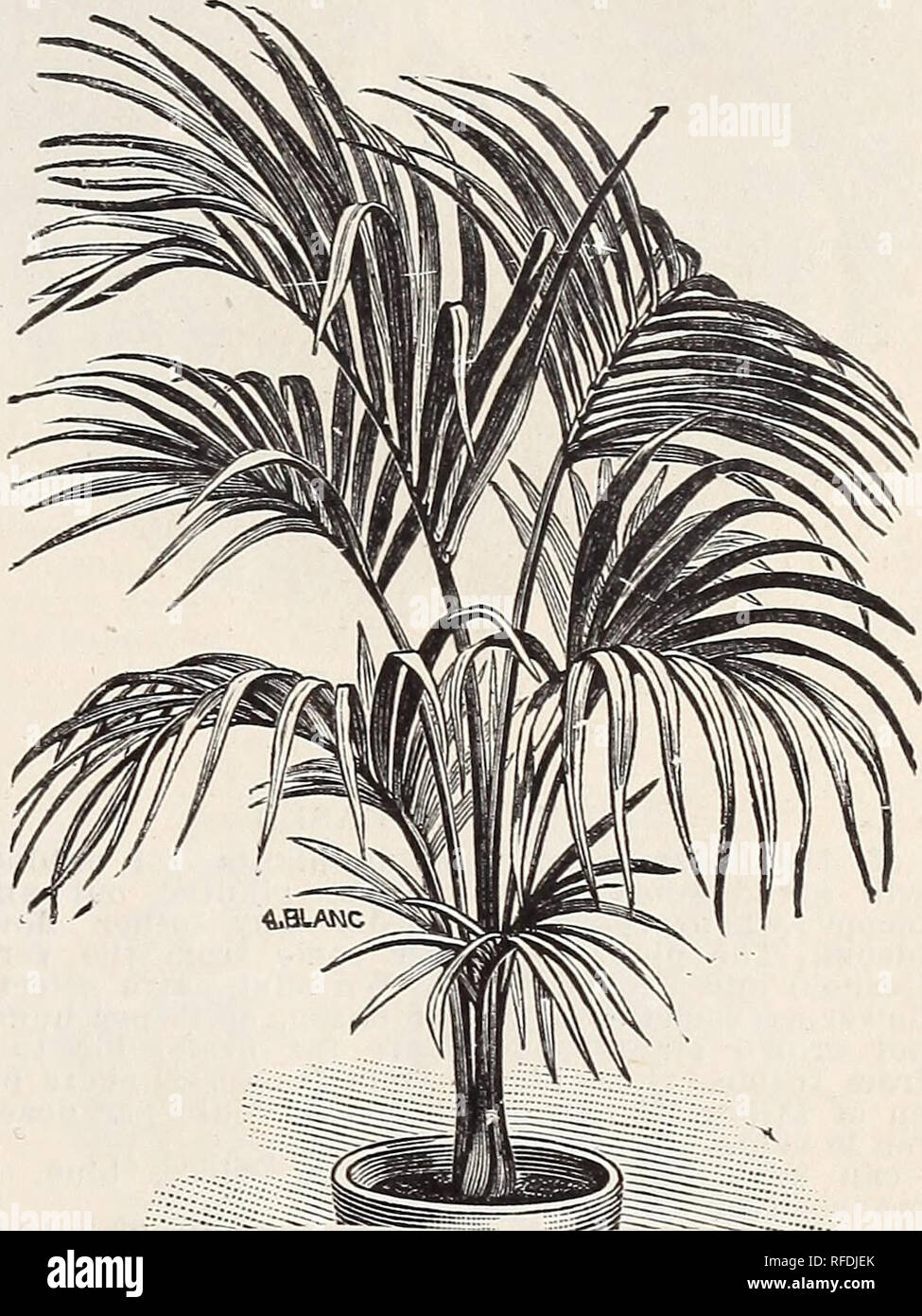 palm tree wallpaper uk