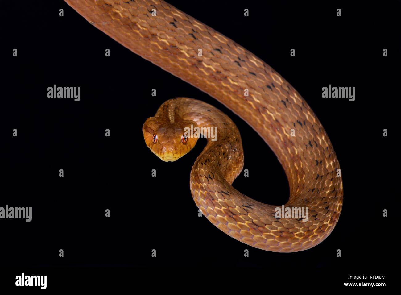 Coastal House Snake (Thamnodynastes strigatus Stock Photo Alamy