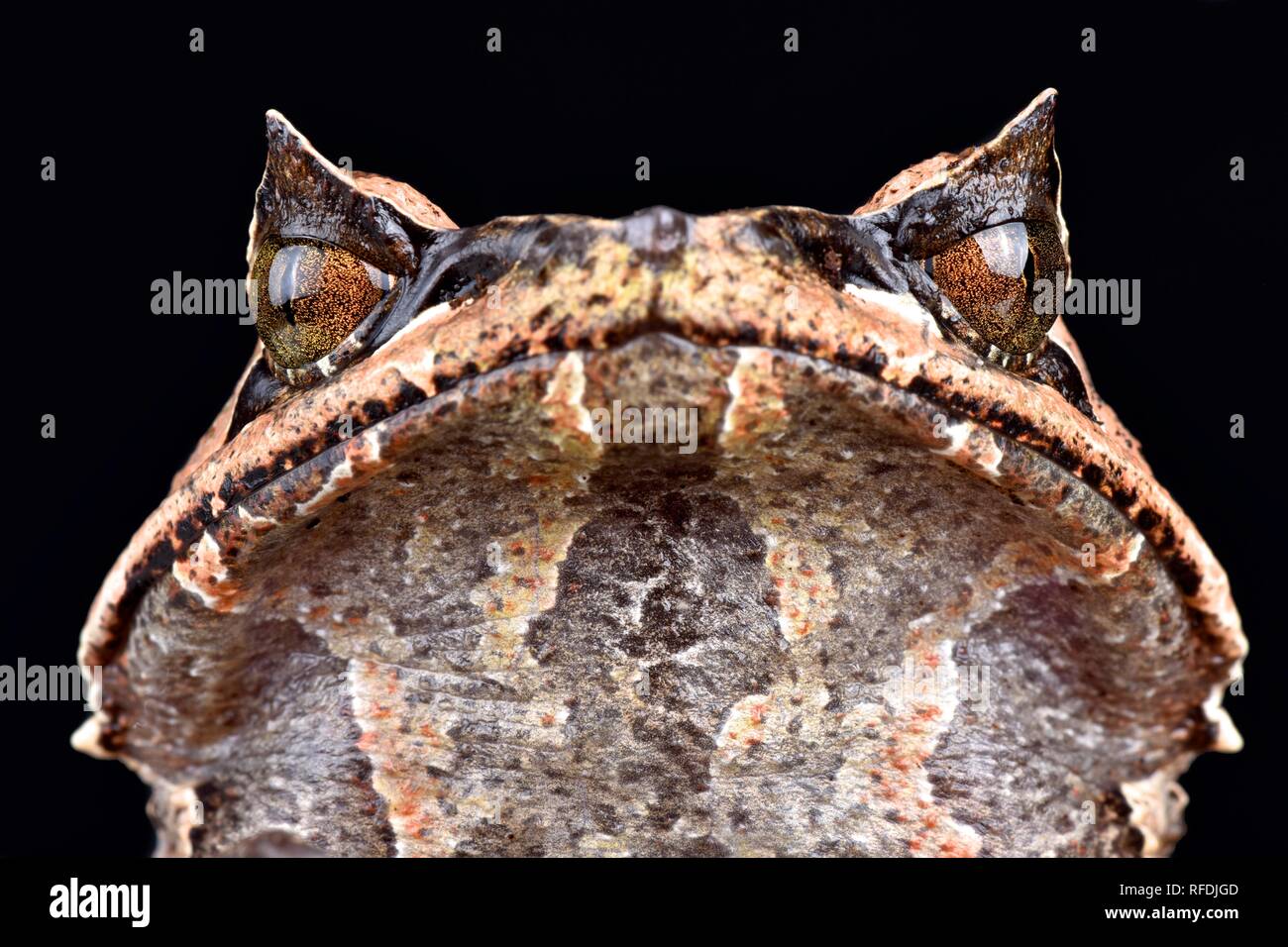 Asian horned frog (Megophrys montana Stock Photo Alamy