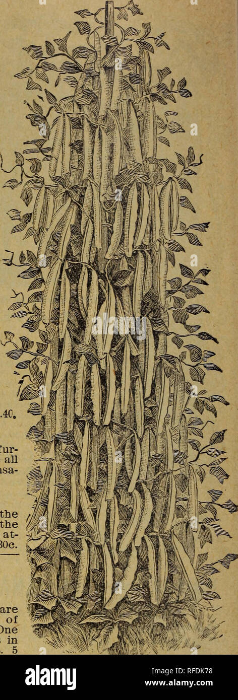 Annual Seed And Plant Catalogue 1902 Nurseries Horticulture