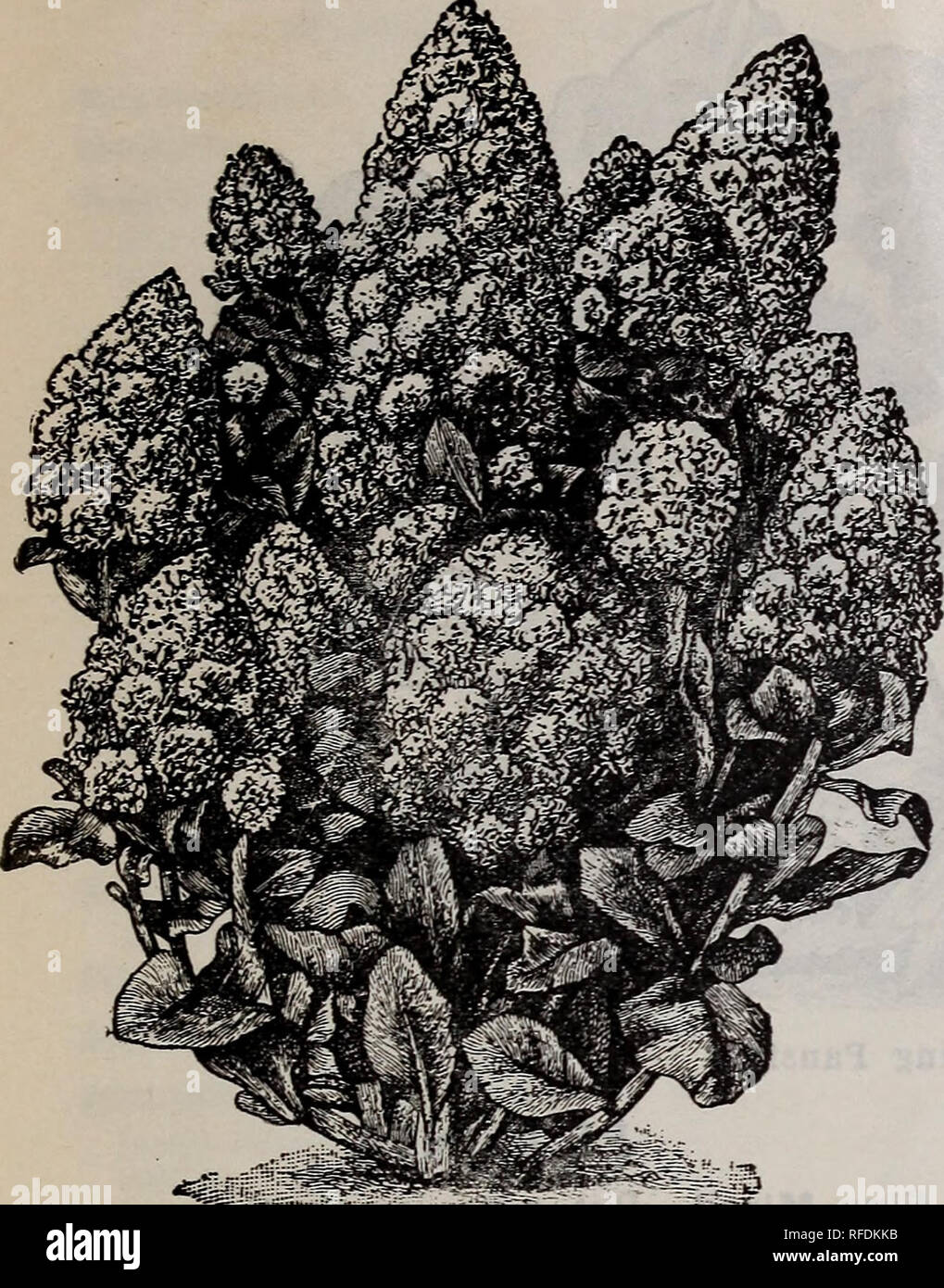 . Catalogue of seeds &amp; plants, spring 1901-1902. Nursery stock, Connecticut, Catalogs; Vegetables, Seeds, Catalogs; Herbs, Seeds, Catalogs; Flowers, Catalogs. GENERAL LIST OF FLOWER SEEDS 21. Migrnonette. MARIGOLD Double African, Mixed Colors. Pkt.5cts., oz. 30 cts. Double Dwarf French. Deep maroon. Pkt. 5 cts., oz. 30 cts. Compact Cold-Striped. Grows about a foot high, forming a compact bush. Pkt. 10 cts. Pot. See Calendula. Pkt. 5 cts. MARVEL OF PERU (Four O'Clocks). Fine Mixed Colors. Pkt. 5 cts. MAURANDYA BARCLAYANA. Mixed. Rapid-growing climbing vine. Pkt. 10 cts. MIGNONEITTE Large-Fl Stock Photo