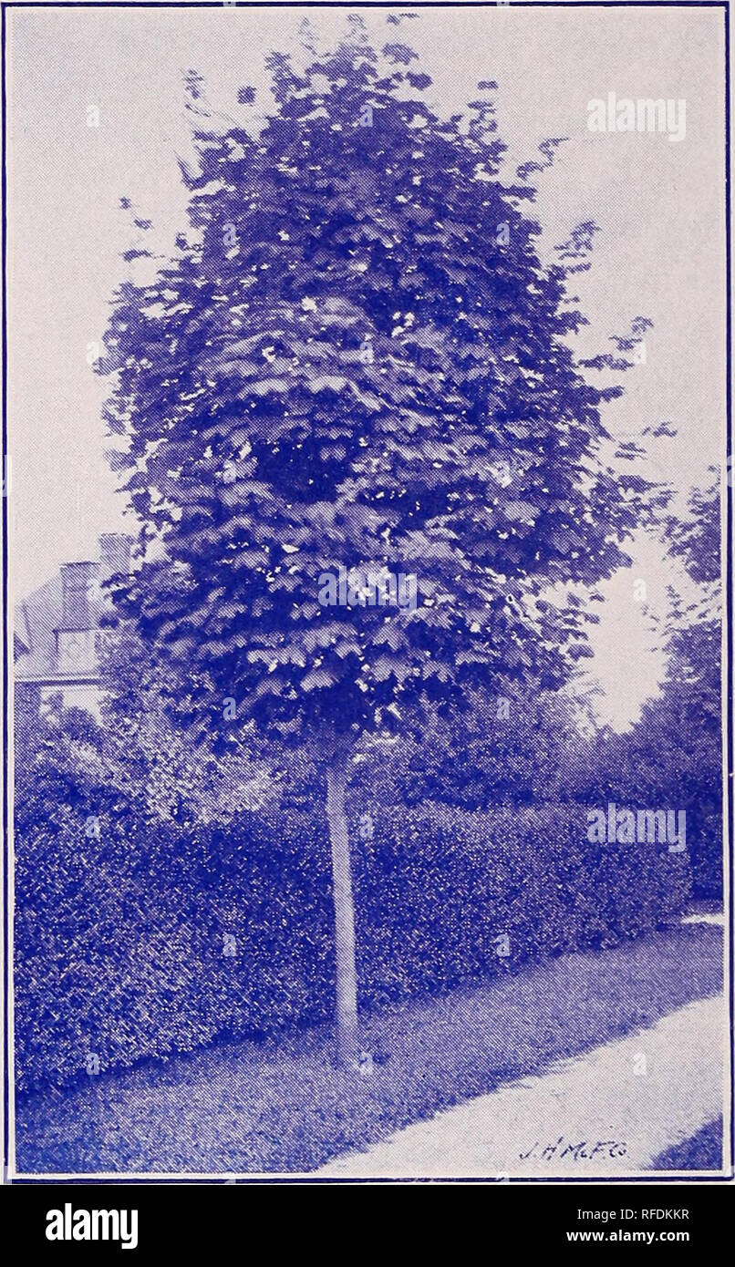 . Semi-annual trade list : spring 1902. Nursery stock Pennsylvania Catalogs; Fruit Catalogs; Plants, Ornamental Catalogs; Trees Seedlings Catalogs; Flowering shrubs Catalogs. 8 Semi-Annual Trade-List MAPLE (Acer)— Per 10 100 Sycamore [A. pseudo-platanus). 4 to 6 ft $1 50 $12 00 6 to 8 ft 2 50 20 00 8 to 10 ft 4 00 30 00 10 to 12 ft 5 00 45 00 12 to 14 ft 10 00 Wier's Cut-Leaved [A. Wierii .njiniafmn)— 8 to 10 ft 4 00 Tataricum Cinnala. 2 to 3 ft 1 50 12 00 6 to 7 ft 4 00 Reltenbach's. 6 to 8 ft 6 00 Schwedlerii. 8 to 10 ft 7 50. NORWAY MAPLE. (See page 7.) MOUNTAIN ASH [Sorhus aucuparia)— Per  Stock Photo