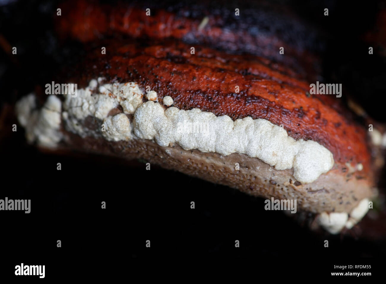 Ochre cushion, Hypocrea pulvinata, growing as a parasite on red belt conk, Fomitopsis pinicola. Stock Photo