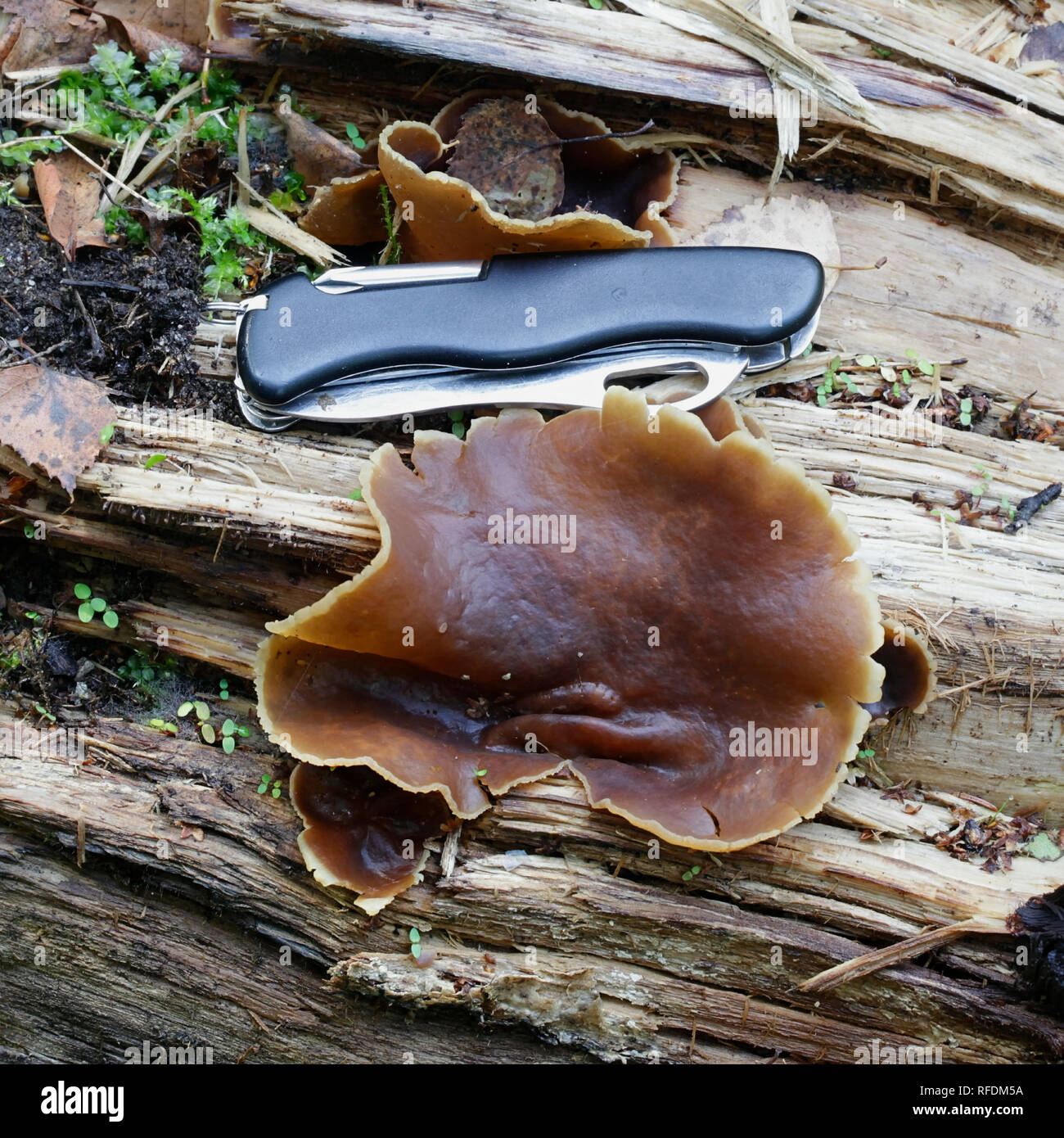 Brown cup fungus, Peziza varia Stock Photo