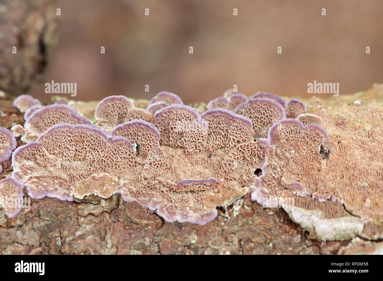 Trichaptum abietinum, Purplepore Bracket fungus Stock Photo