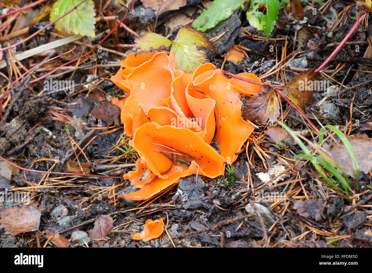 Orange peel cup fungus, Aleuria aurantia Stock Photo