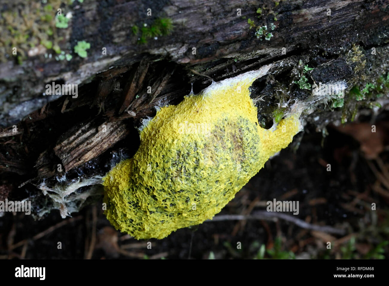 Fuligo septica, commonly called dog vomit slime mold, scrambled egg slime mold, or flowers of tan Stock Photo