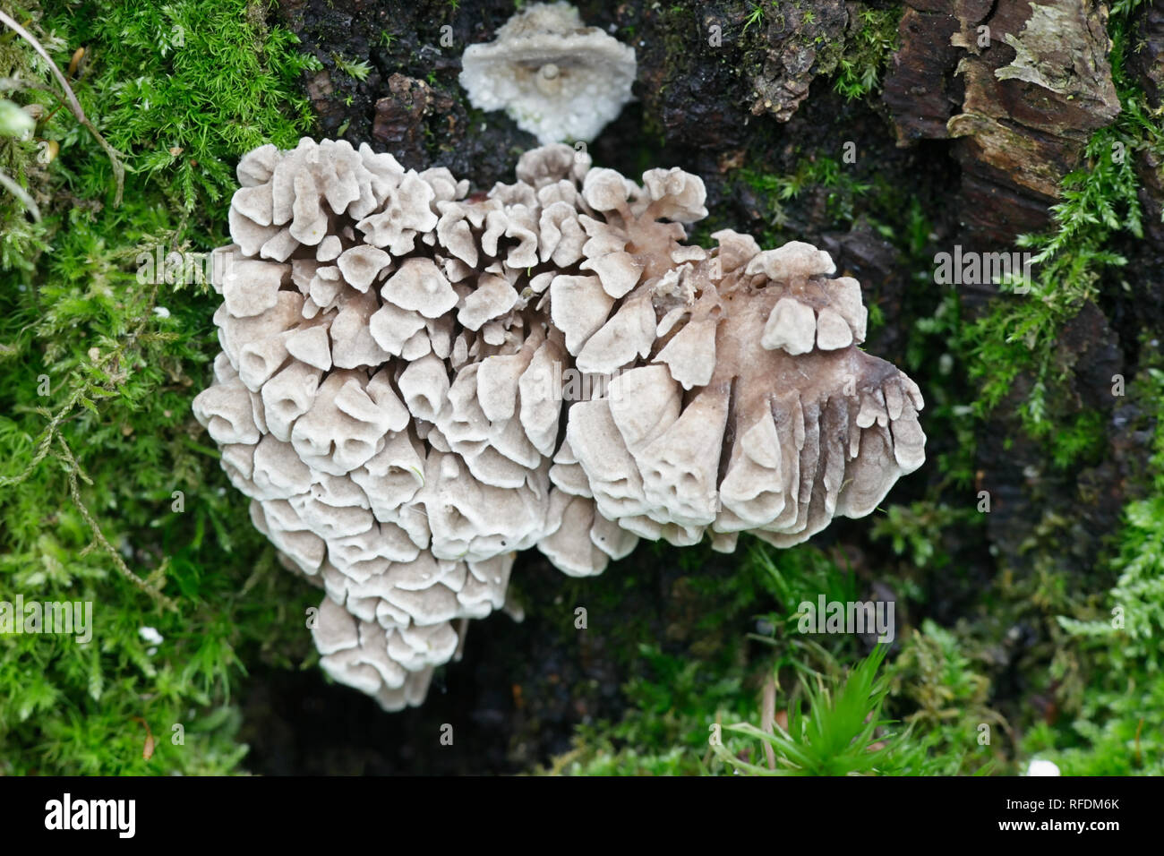 Trametes betulina, known by common names gilled polypore, birch mazegill or multicolor gill polypore Stock Photo