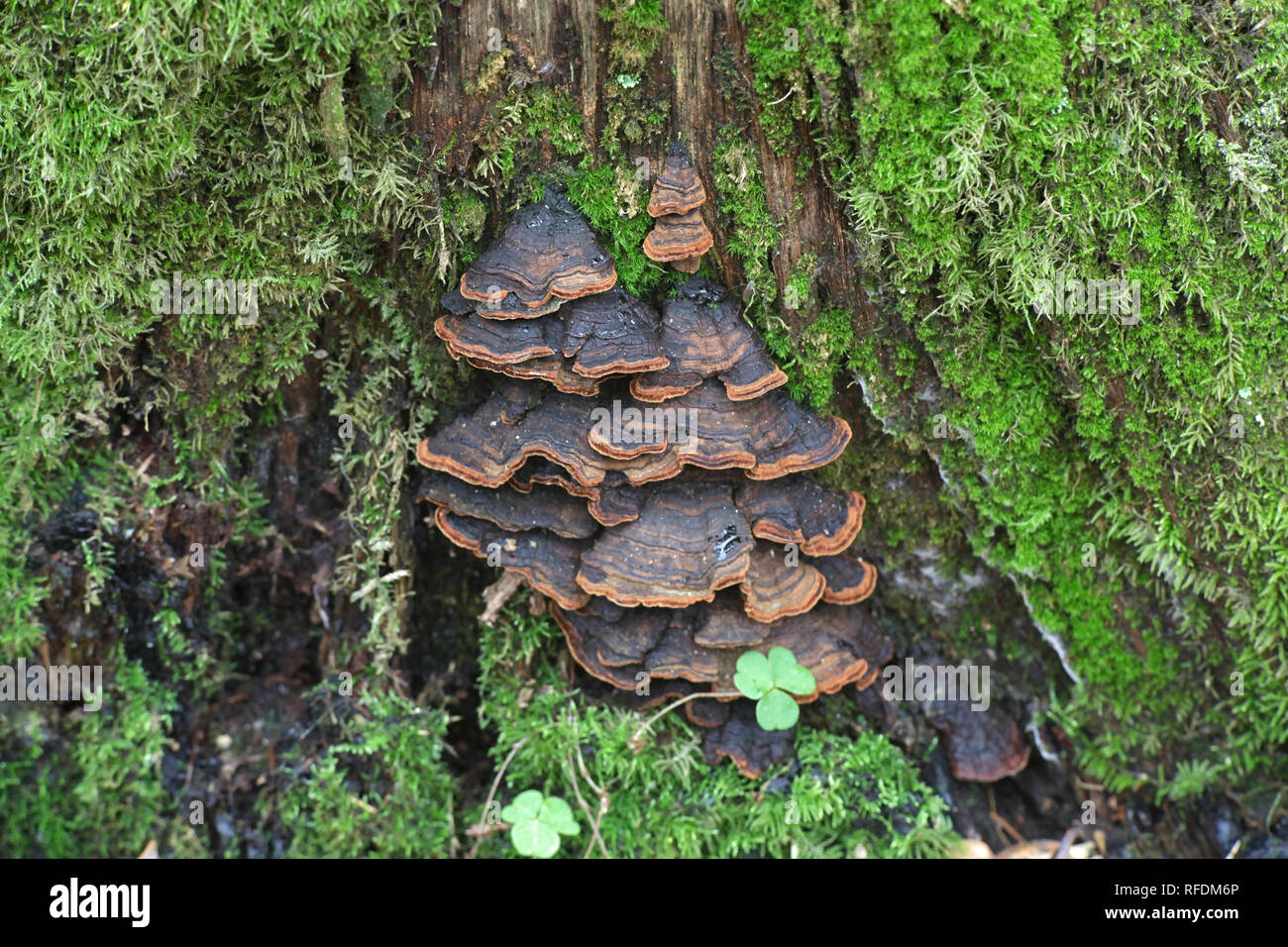 Oak curtain crust fungus, Hymenochaete rubiginosa Stock Photo