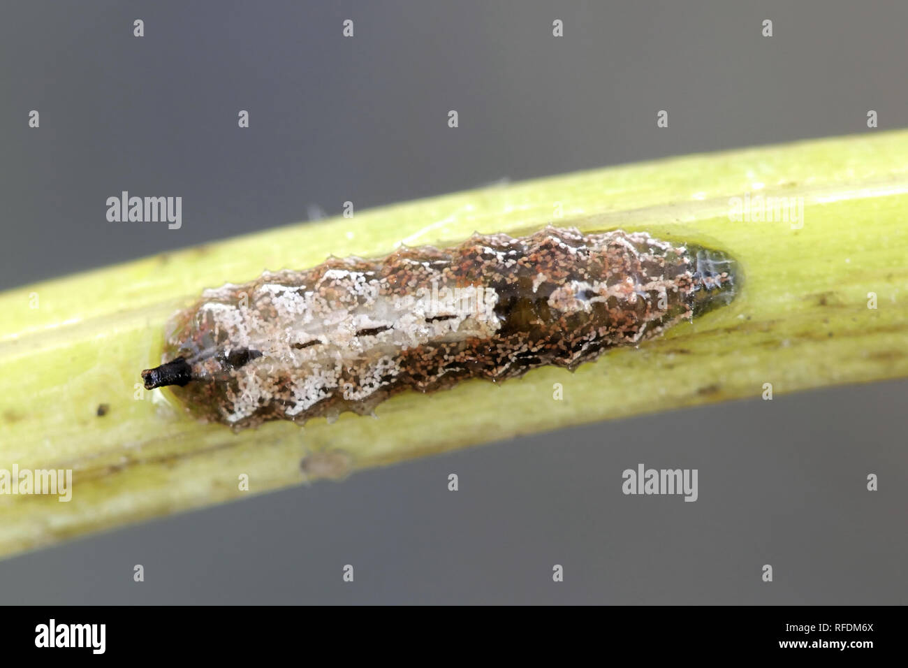 Hoverfly larva, used in biological control for aphids Stock Photo