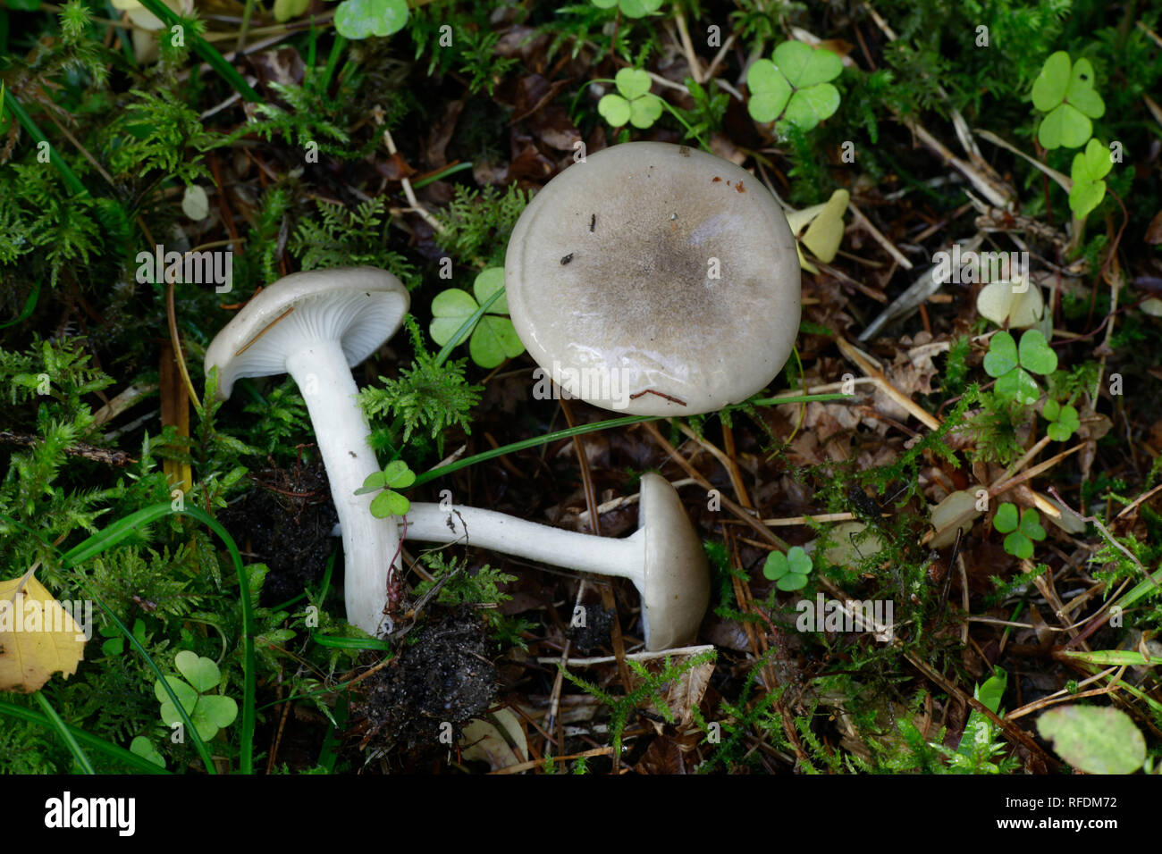 Hygrophorus agathosmus, known as the gray almond waxy cap or the almond woodwax Stock Photo