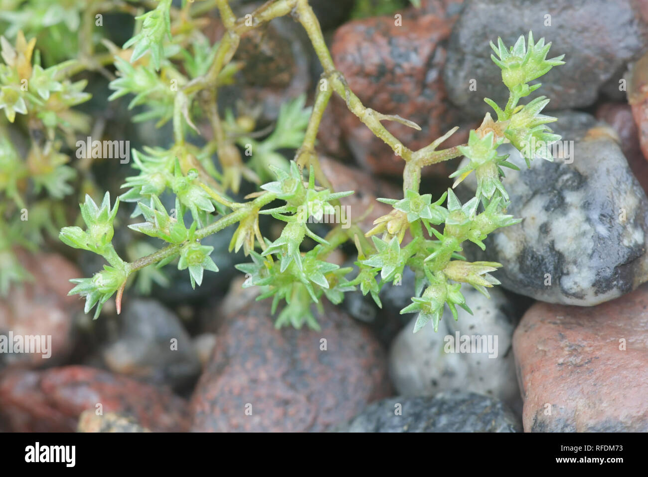 Scleranthus annuus, known by the common names German knotweed and annual knawel Stock Photo