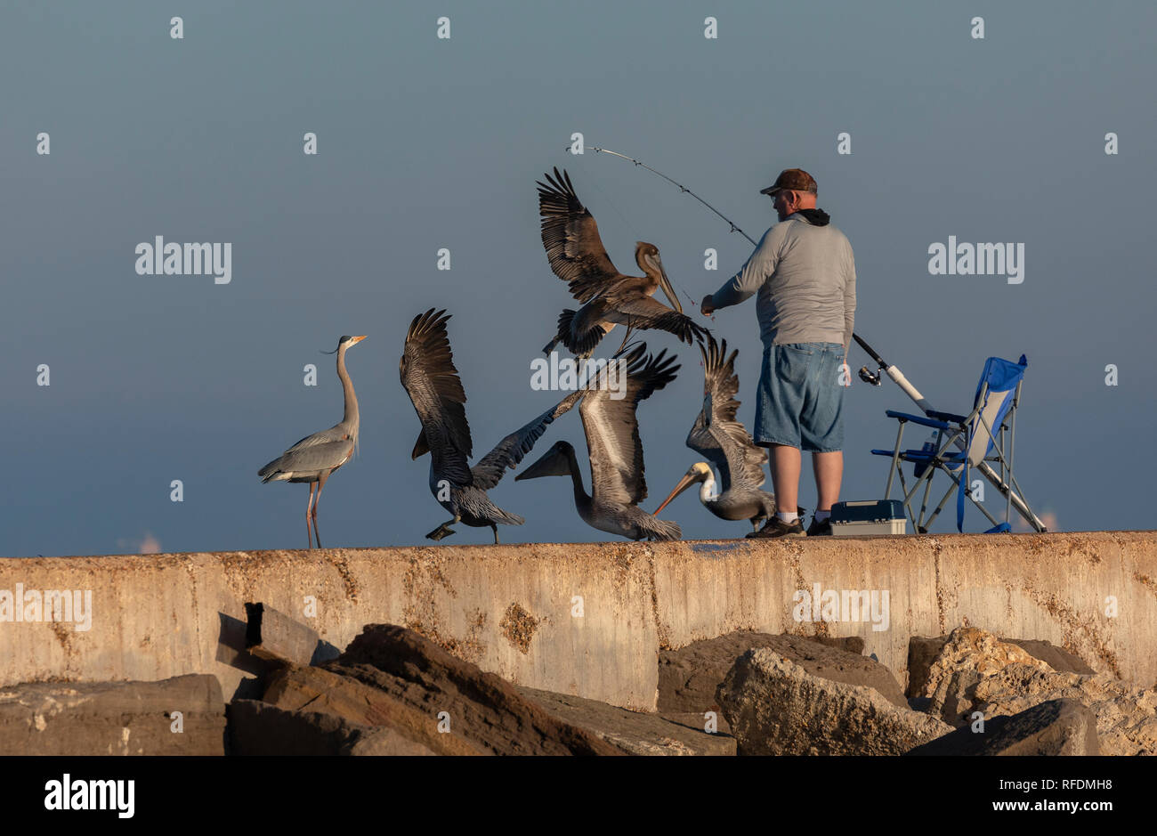 Fisherman with attentive Great blue Heron, Ardea herodias and Brown Pelicans on jetty, Port Aransas, Texas. Stock Photo