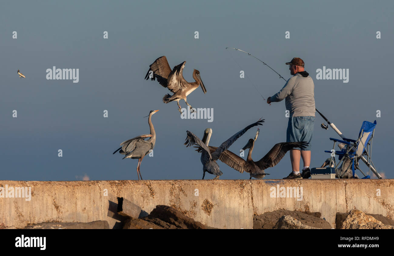 Fisherman with attentive Great blue Heron, Ardea herodias and Brown Pelicans on jetty, Port Aransas, Texas. Stock Photo