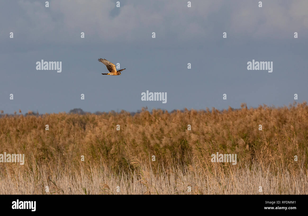 Female Northern harrier, Circus hudsonius, in flight over marshland, South Texas. Stock Photo