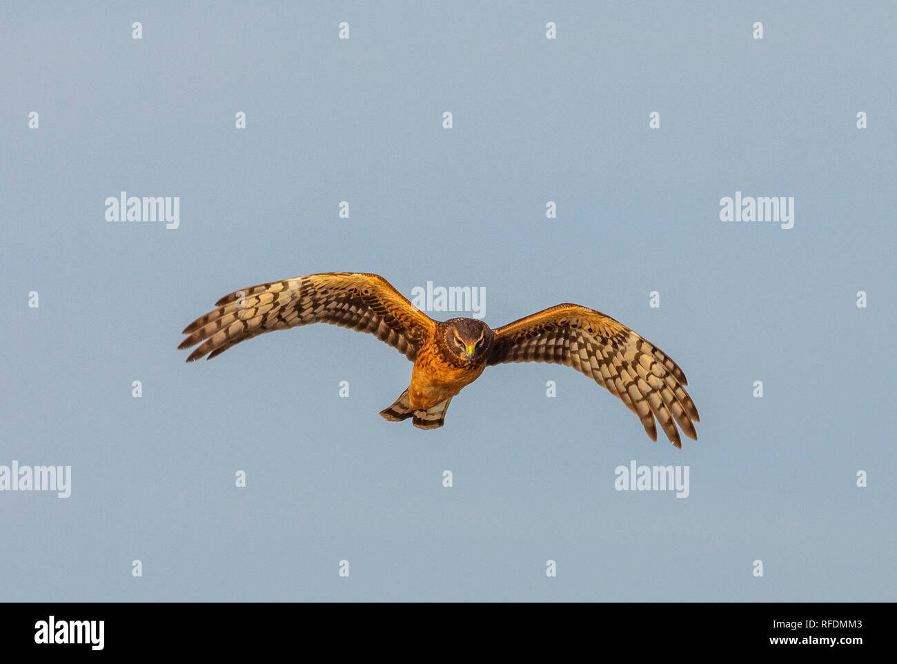 Female northern harrier hi-res stock photography and images - Alamy