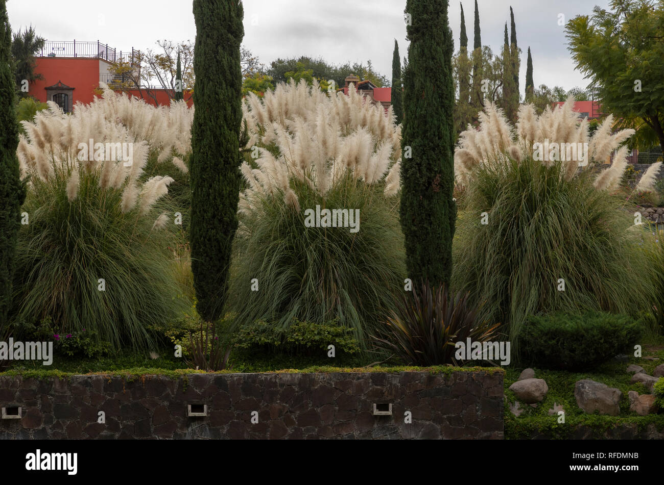 Pampas Grass, Cortaderia selloana, garden at Rosewood Hotel in the centre of San Miguel de Allende, central Mexico. Stock Photo