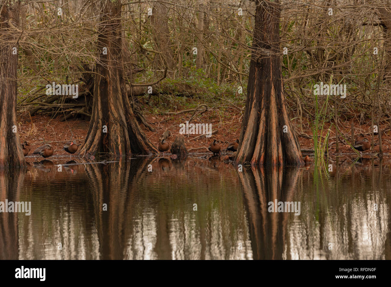 Trunks of Bald Cypress, Taxodium distichum, with black-bellied whistling ducks, and reflections; in Brazos Bend State Park, Texas. Stock Photo