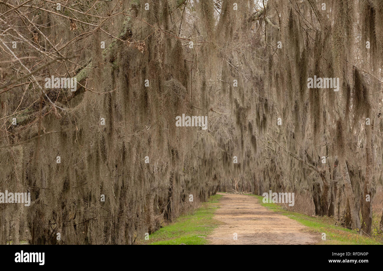 Spanish moss, Tillandsia usneoides, along lakeside trackway,  in Brazos Bend State Park, Texas. Stock Photo