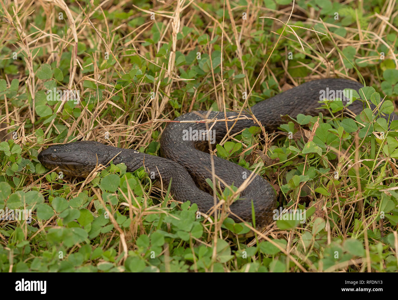 Mississippi Green Watersnake, Nerodia cyclopion, in Brazos Bend State Park, Texas. Stock Photo