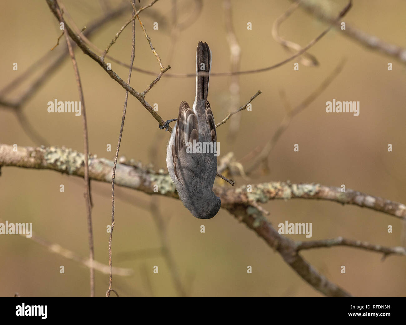 Blue-gray gnatcatcher, Polioptila caerulea, feeding amongst tree branches, South Texas. Stock Photo