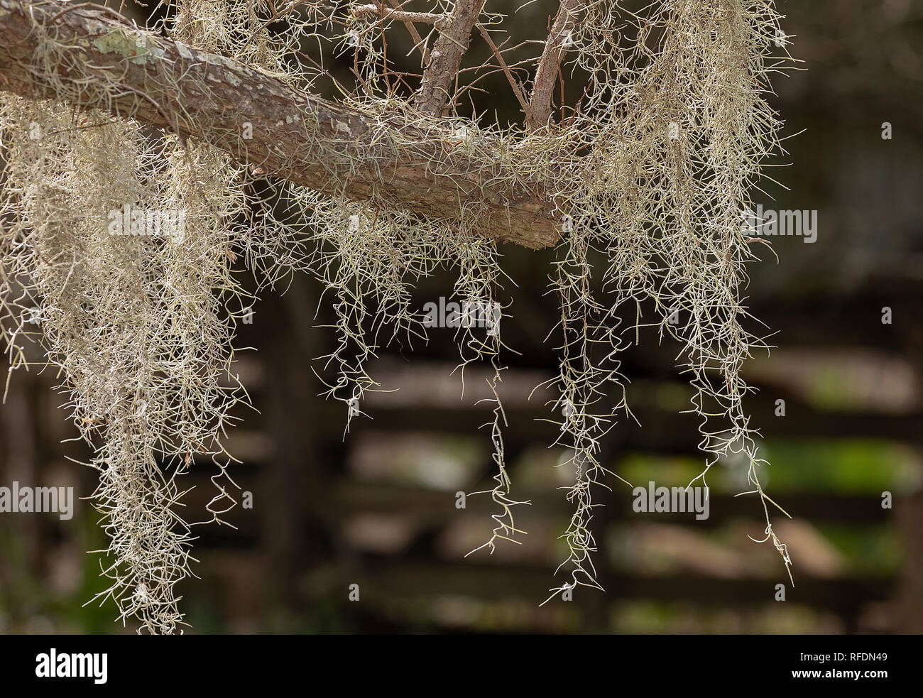 Spanish moss, Tillandsia usneoides, in San Bernard National Wildlife Refuge, Texas. Stock Photo