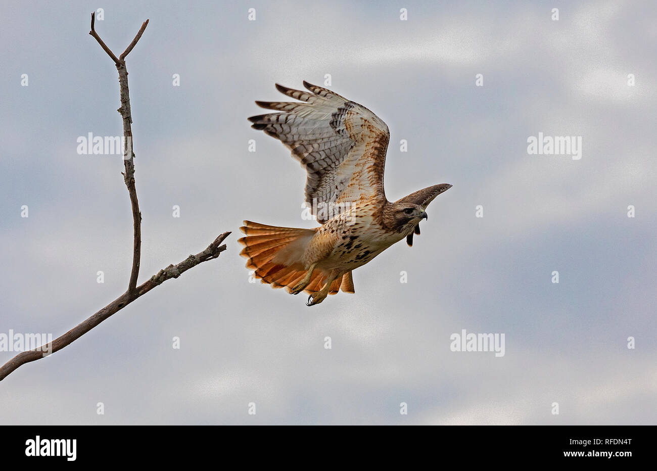 Red-tailed hawk, Buteo jamaicensis, in flight, south Texas. Stock Photo
