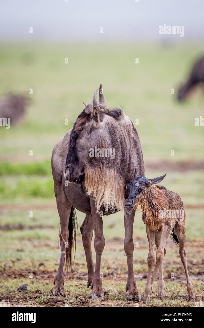 Ngorongoro Crater, ancient volcanic caldera and one of Africa's most magnificent wildlife areas, is part of the Ngorongoro Conservation Area, Tanzania Stock Photo