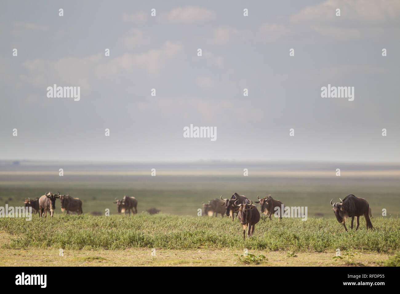 Short grass plains of Serengeti National Park, the Ndutu Region, and Ngorongoro Crater Conservation Area, Tanzania draw the great migration. Stock Photo