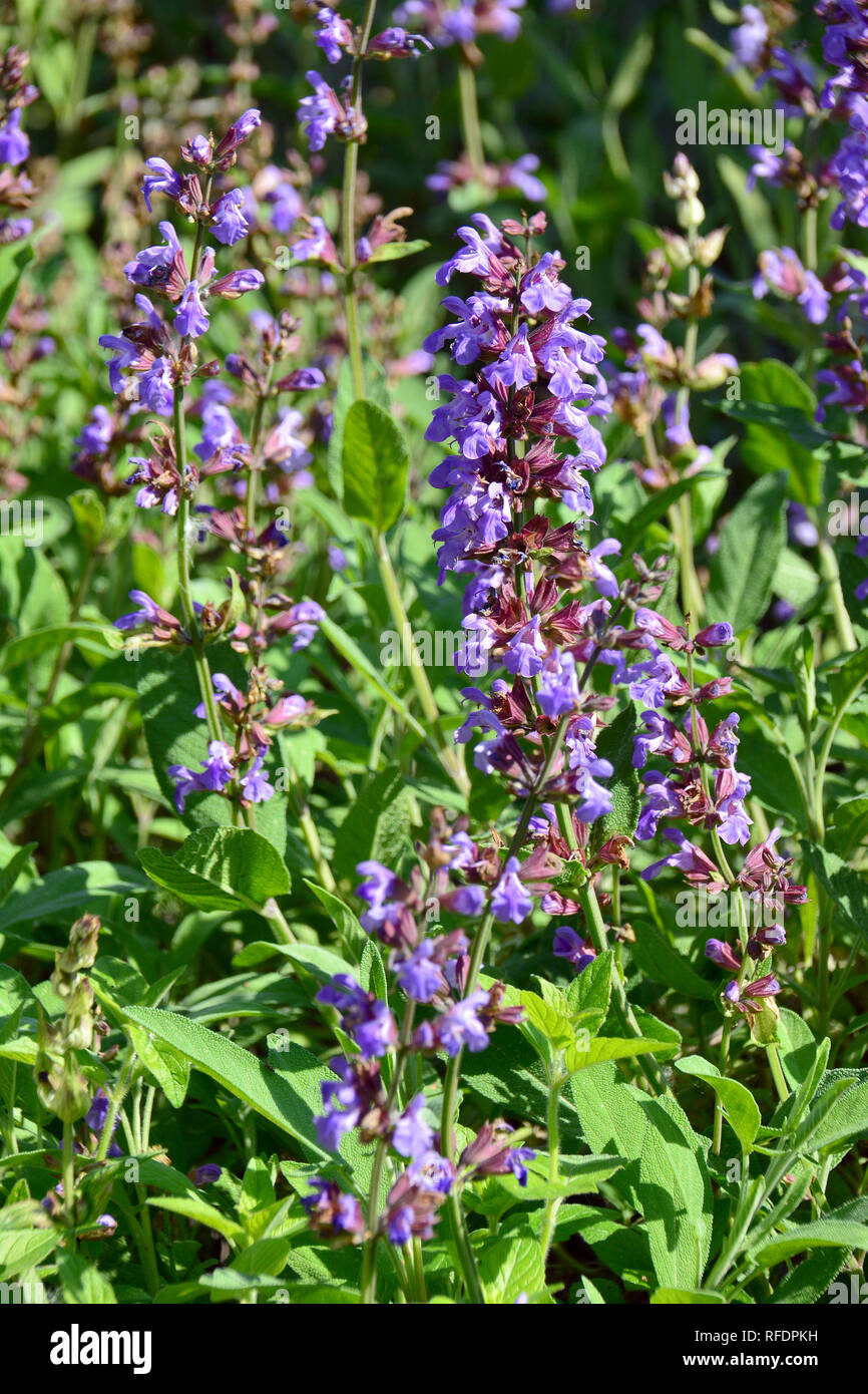 sage, garden sage, common sage, culinary sage, Echte Salbei, orvosi