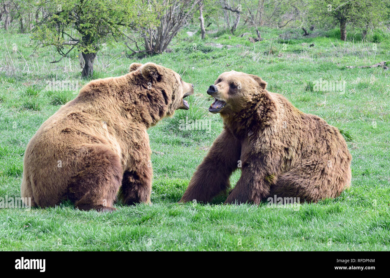 brown bear, Braunbär, barna medve, Ursus arctos Stock Photo