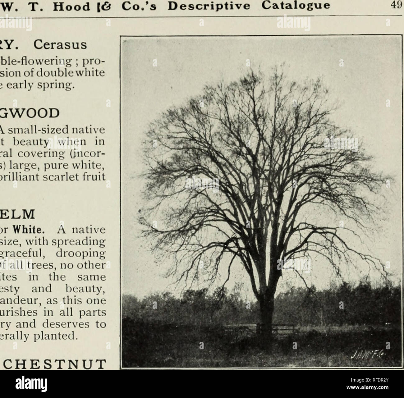 . Descriptive catalogue of fruit & ornamental trees grapevines