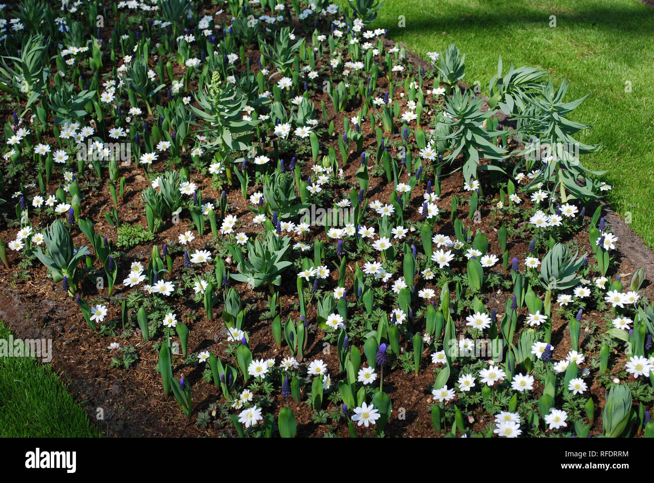 Muscari latifolium, Anemone Blanda and Fritillaria persica 'Ivory Bells' grown on the flowerbed. Stock Photo