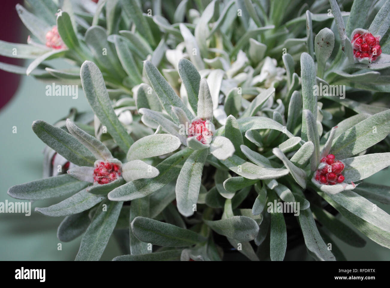 Rhododendron Arboreum With Silver Leaves And Red Flower S Buds Springtime Stock Photo Alamy
