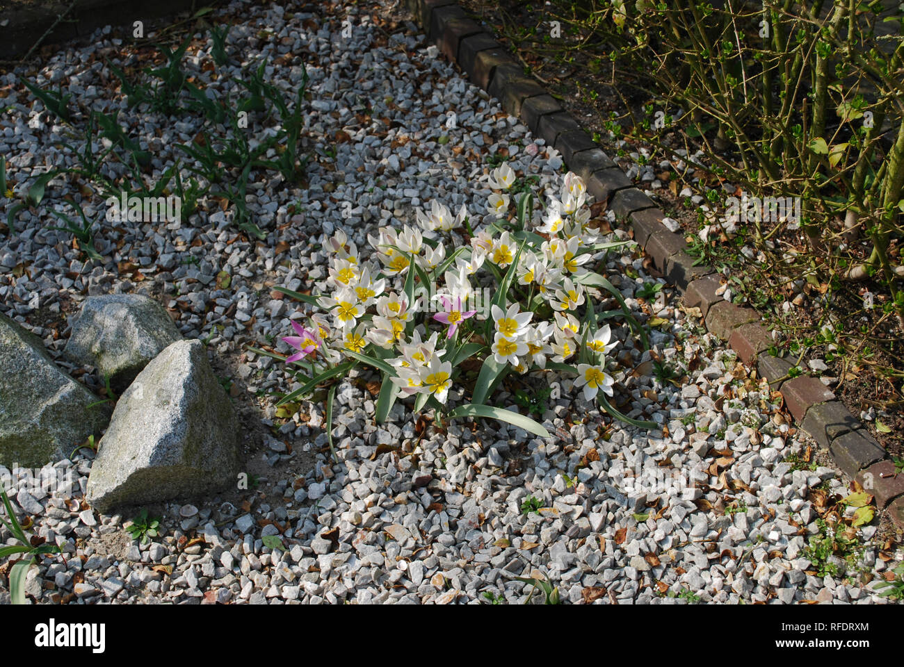 Romulea rosea and Tulipa saxatilis grown in the park. Decorative plants for rock garden. Stock Photo
