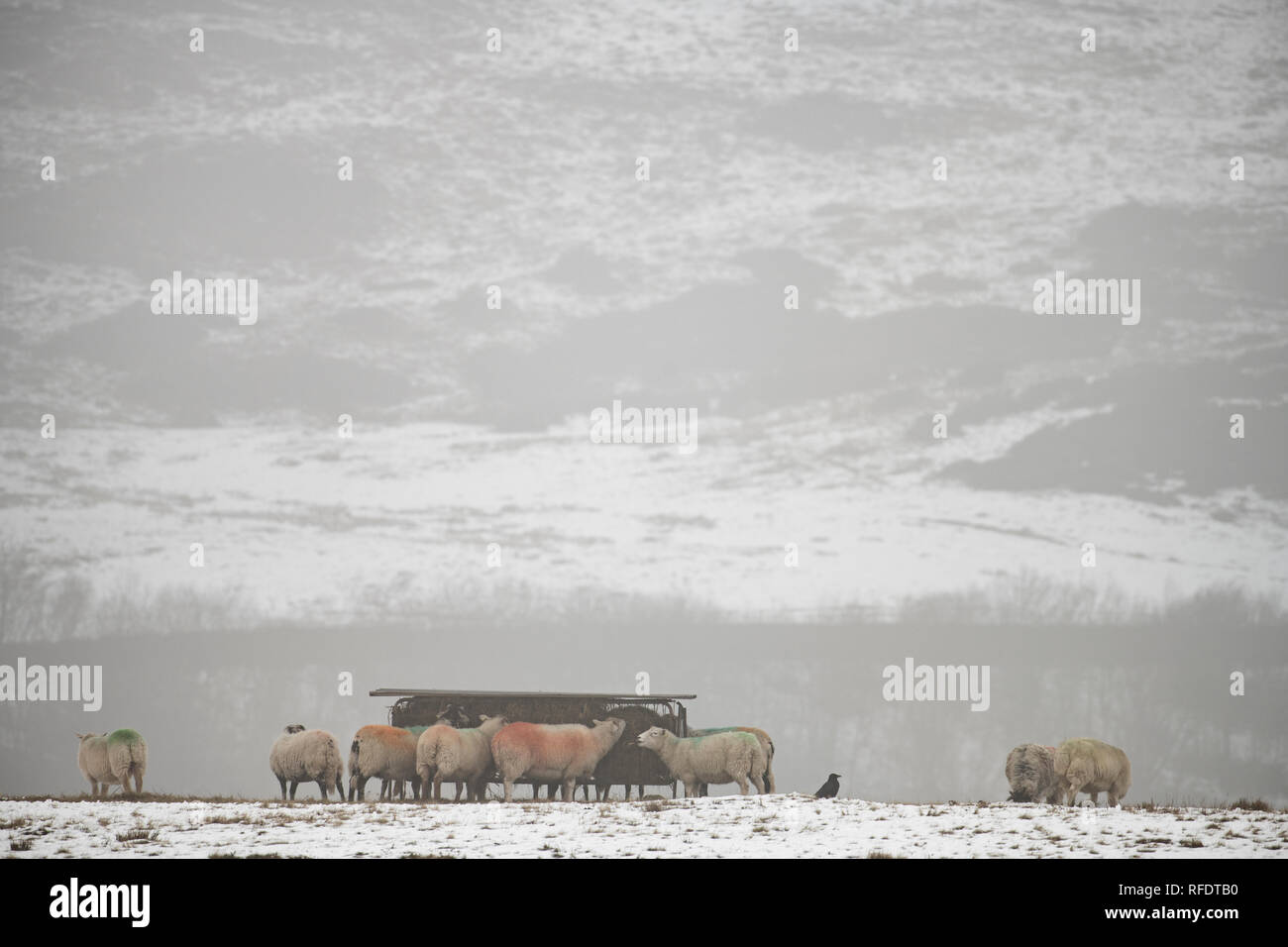 Sheep feeding in the snow on Kirkby Moor near Ulverston in Cumbria (UK)  Nikon D850, Nikkor 200-500 f5.6 @ 400mm, f=5.6, 1/400th Second, ISO64 Stock Photo