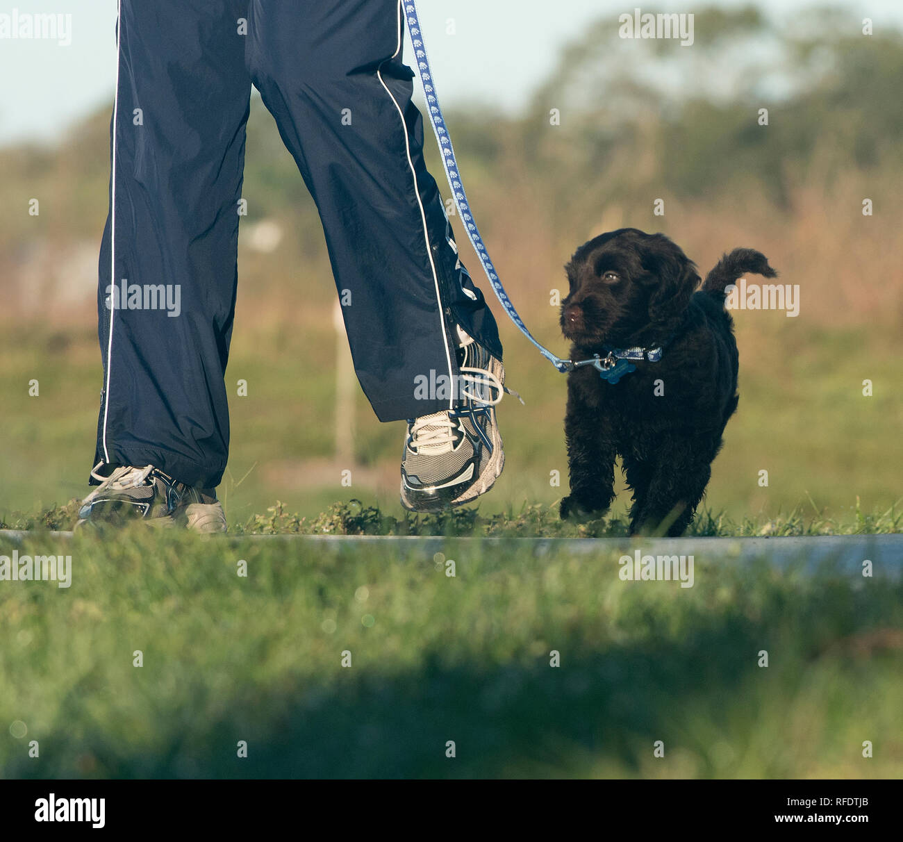 Australian Labradoodle puppy walking on leash Stock Photo Alamy