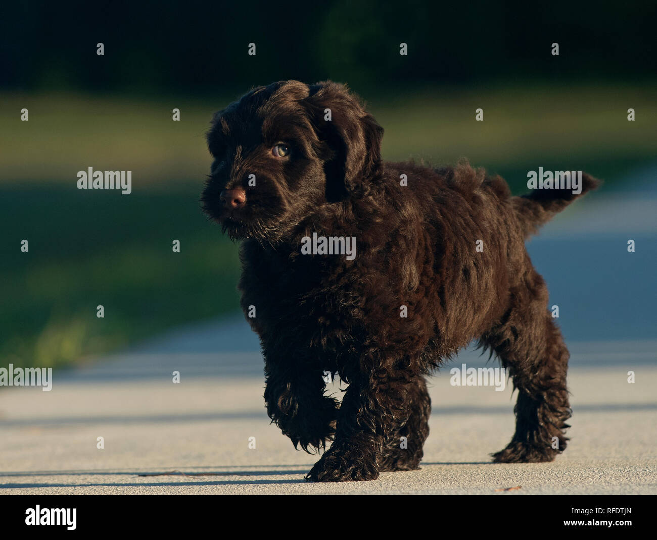 Chocolate Australian Labradoodle Puppies